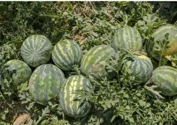 برداشت هندوانه در بخش رودخانه