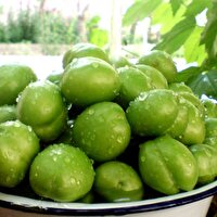 پایان برداشت گوجه سبز در استهبان